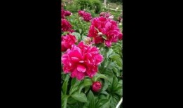 花卉爆料视频大全,视频大全中的美丽瞬间